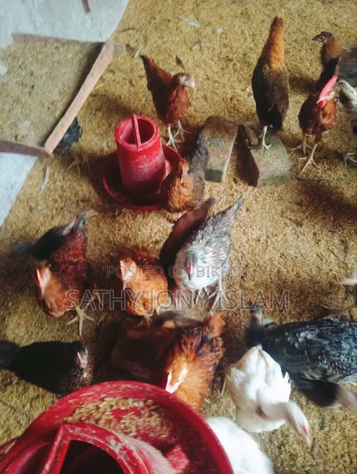 Large Breed Pure Native Chicken