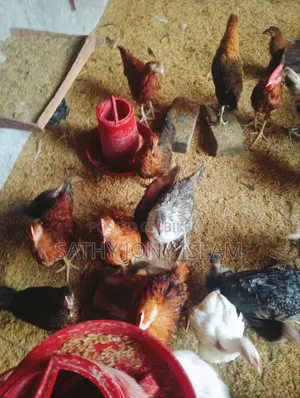 Large Breed Pure Native Chicken