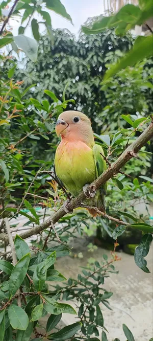 Lovebird