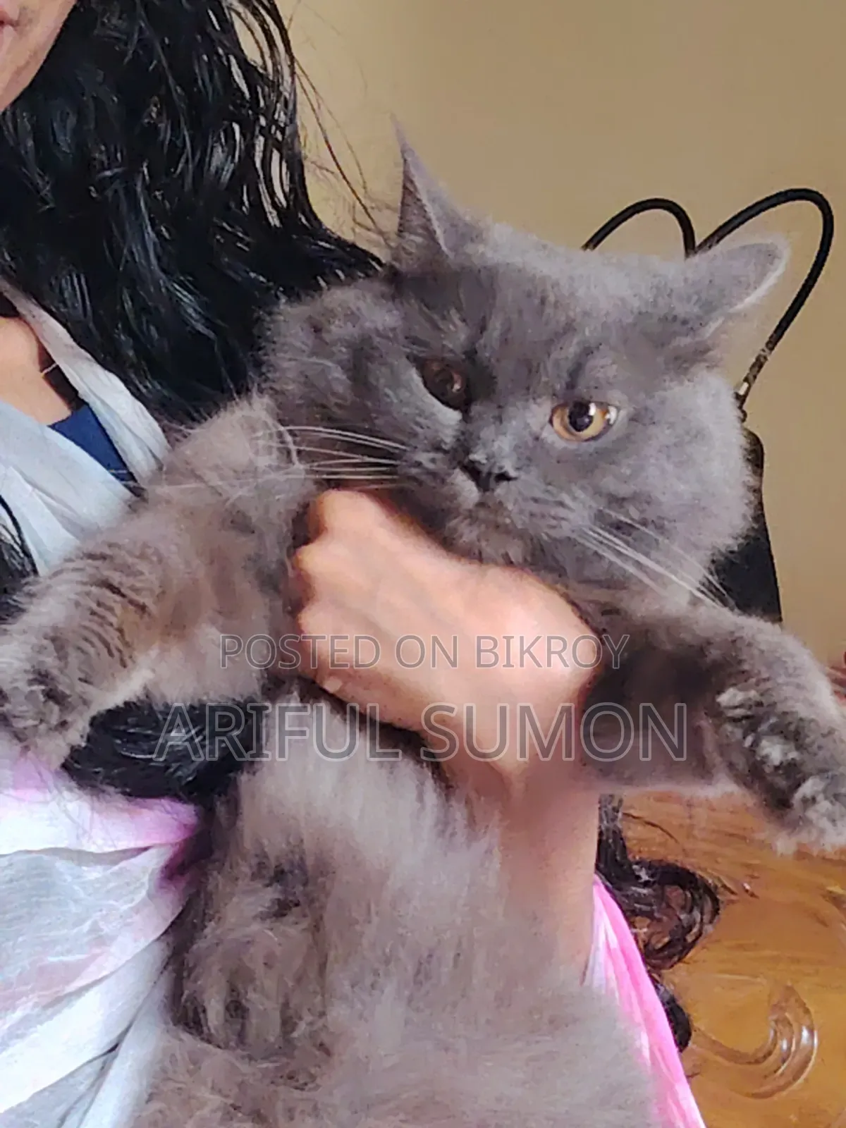 1+ Year Male Purebred Persian