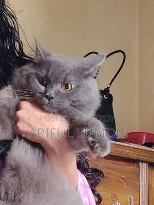 1+ Year Male Purebred Persian