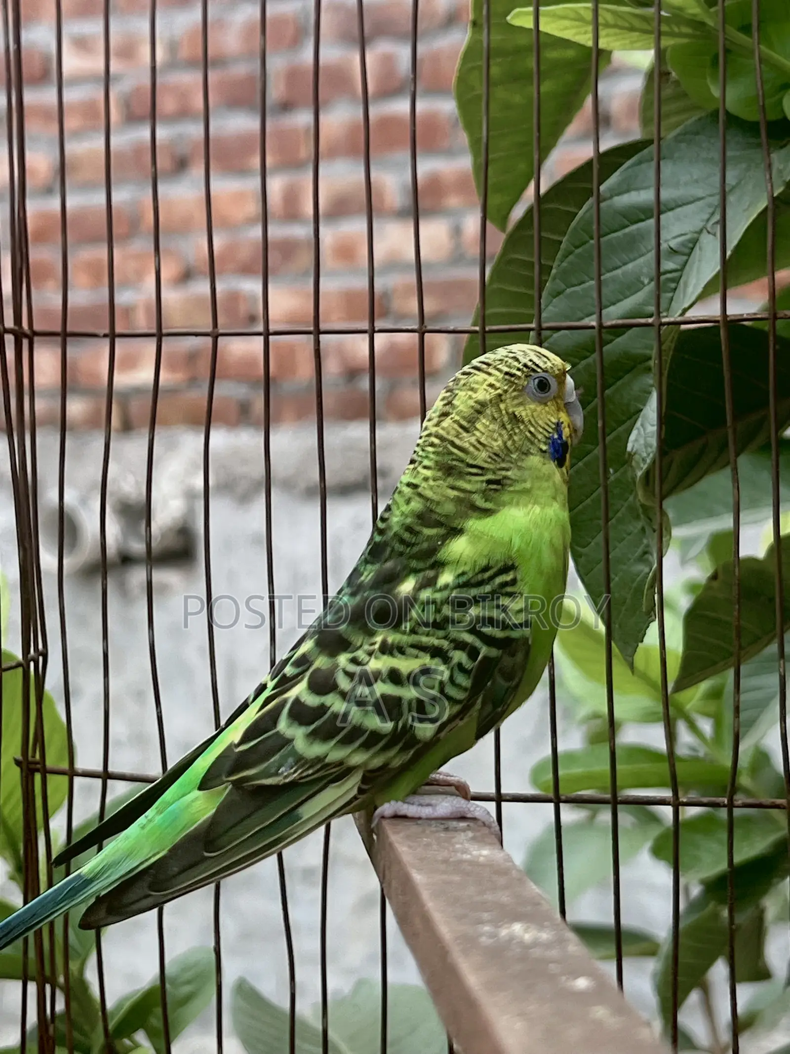 Breeding Female