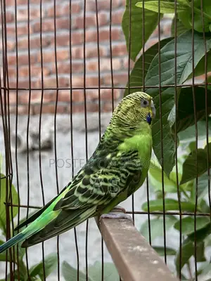 Breeding Female