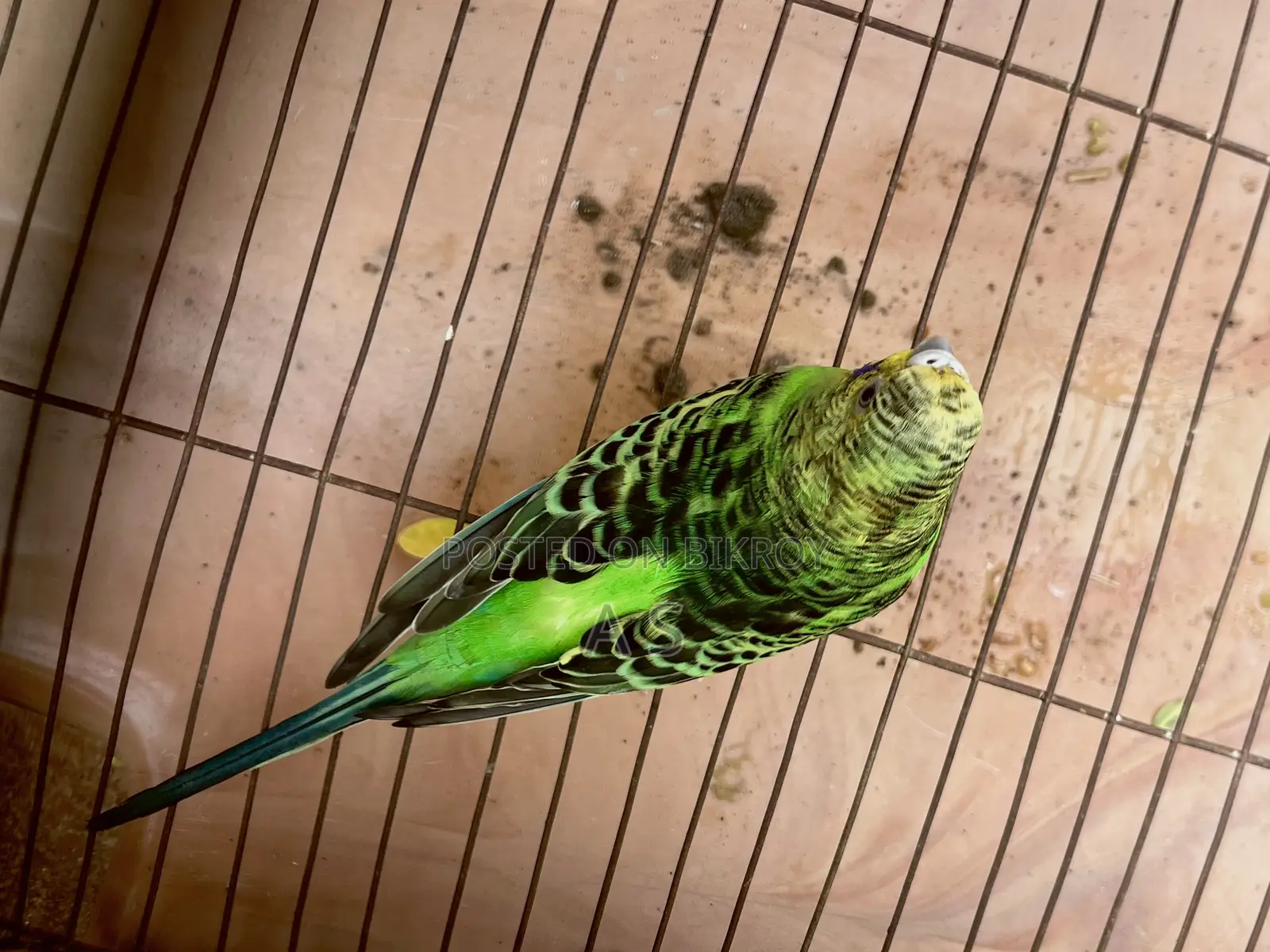 Breeding Female