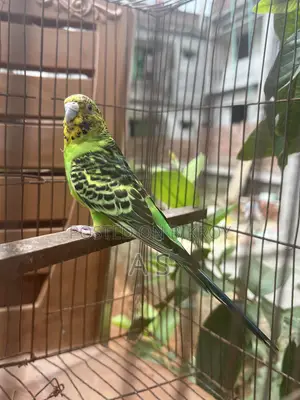 Breeding Female