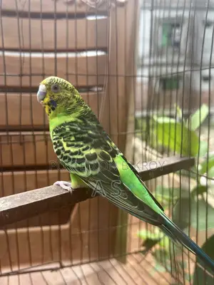 Breeding Female
