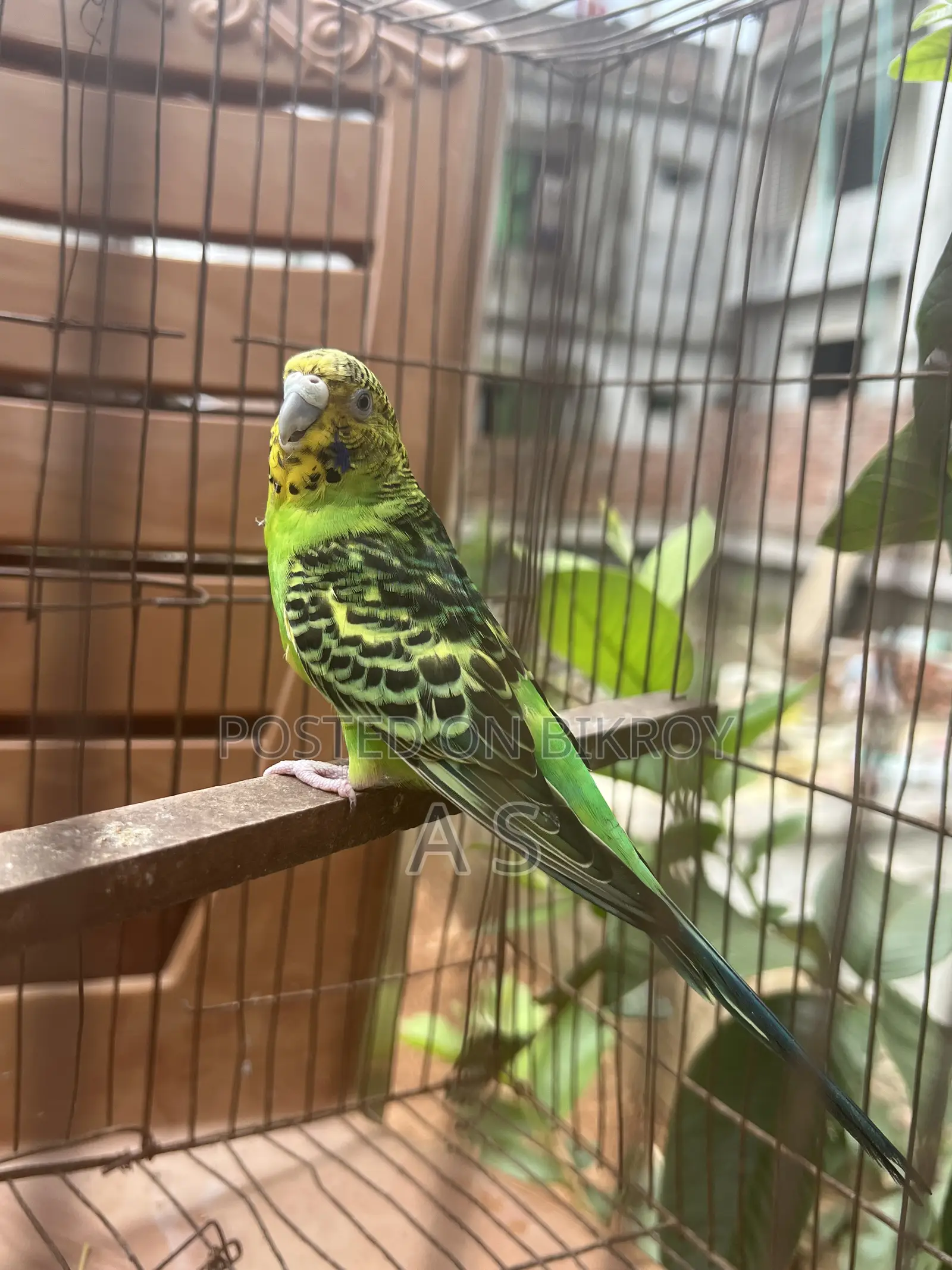 Breeding Female