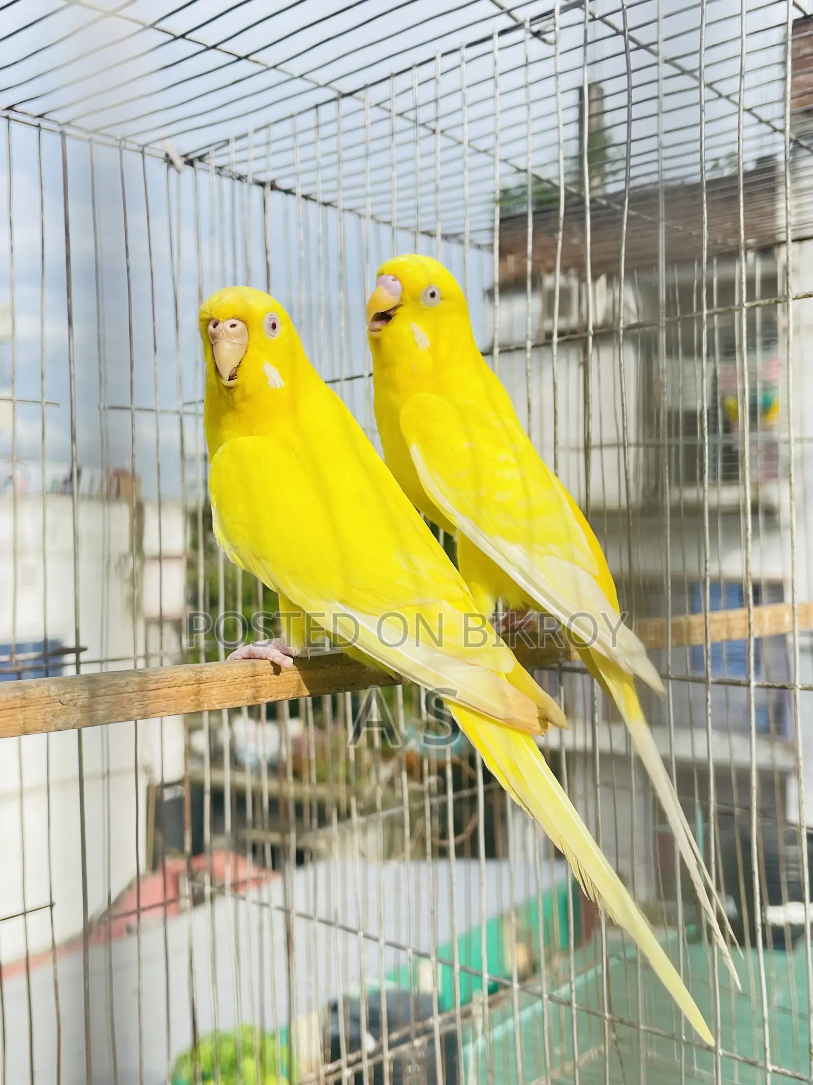 Lutino Pair