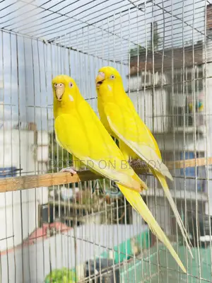 লুটিনো পেয়ার