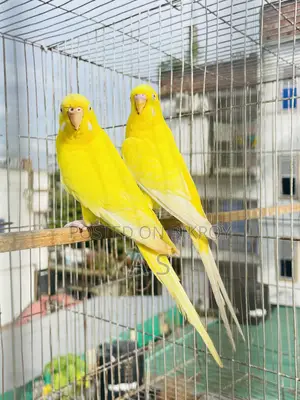 Lutino Pair