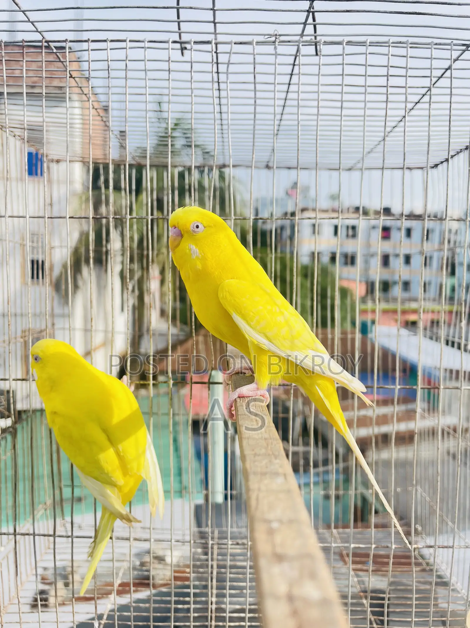 Lutino Pair
