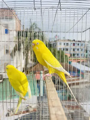 Lutino Pair