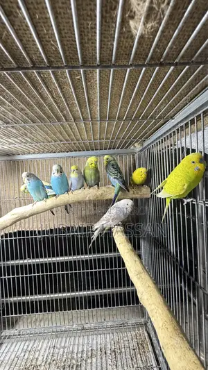 বাজরিগার পাখি