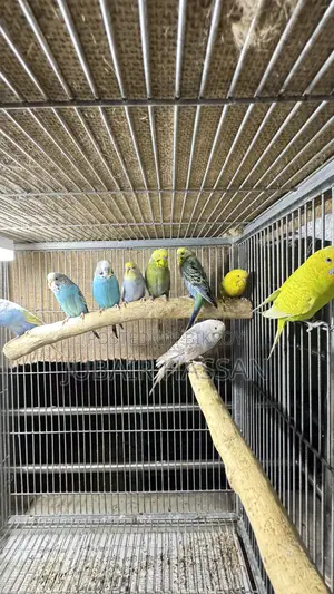 বাজরিগার পাখি