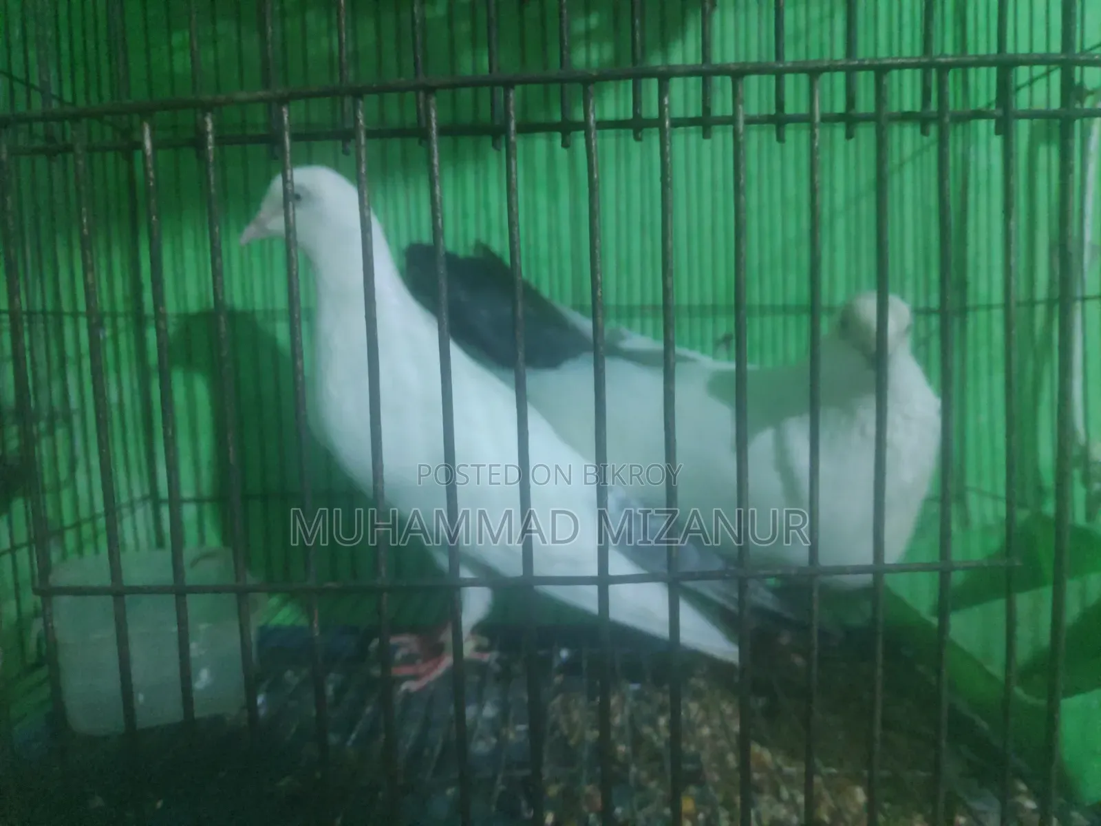 Kaldom Pigeon