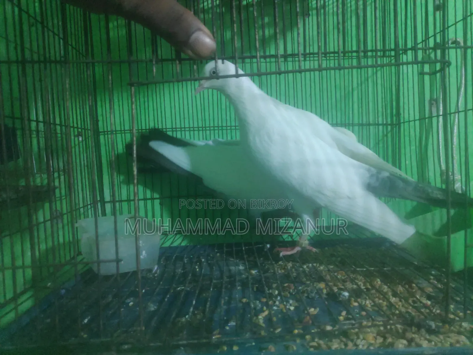 Kaldom Pigeon