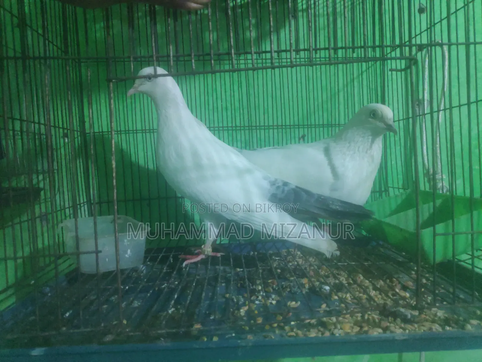 Kaldom Pigeon