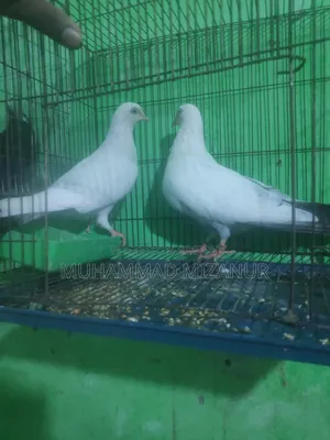 Kaldom Pigeon