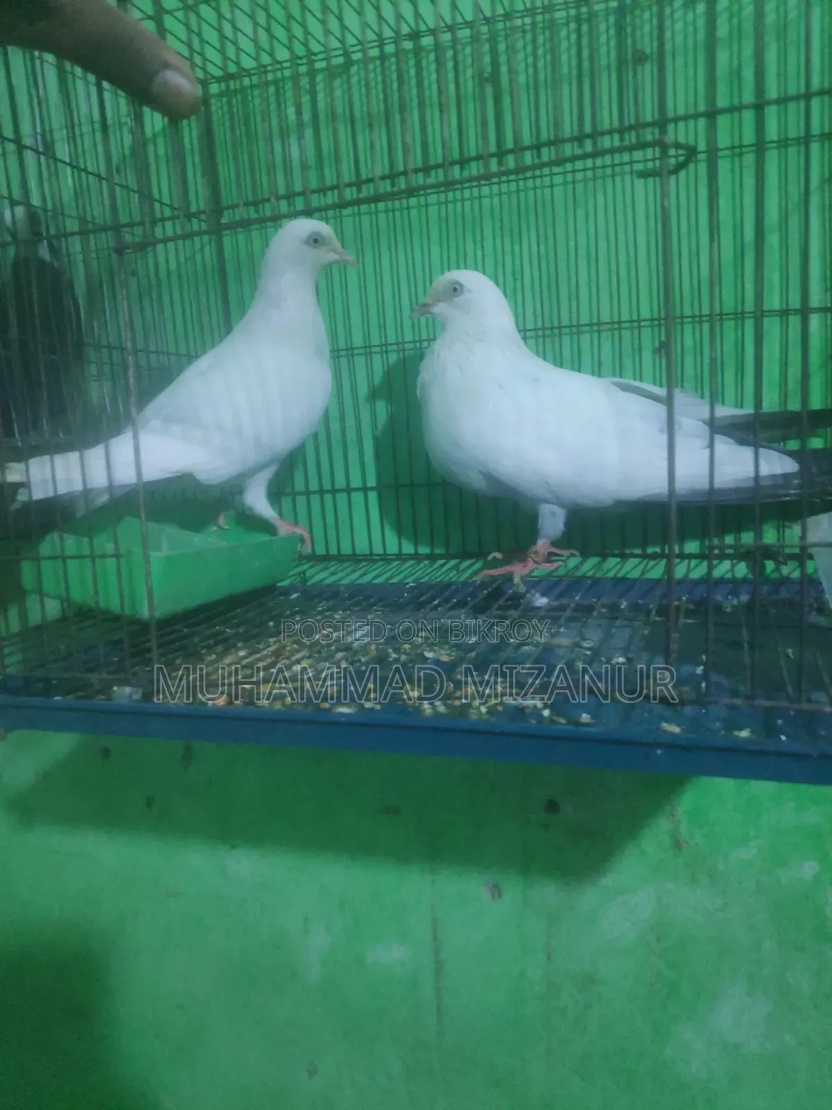 Kaldom Pigeon