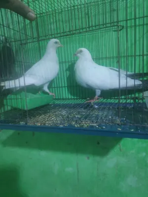 Kaldom Pigeon