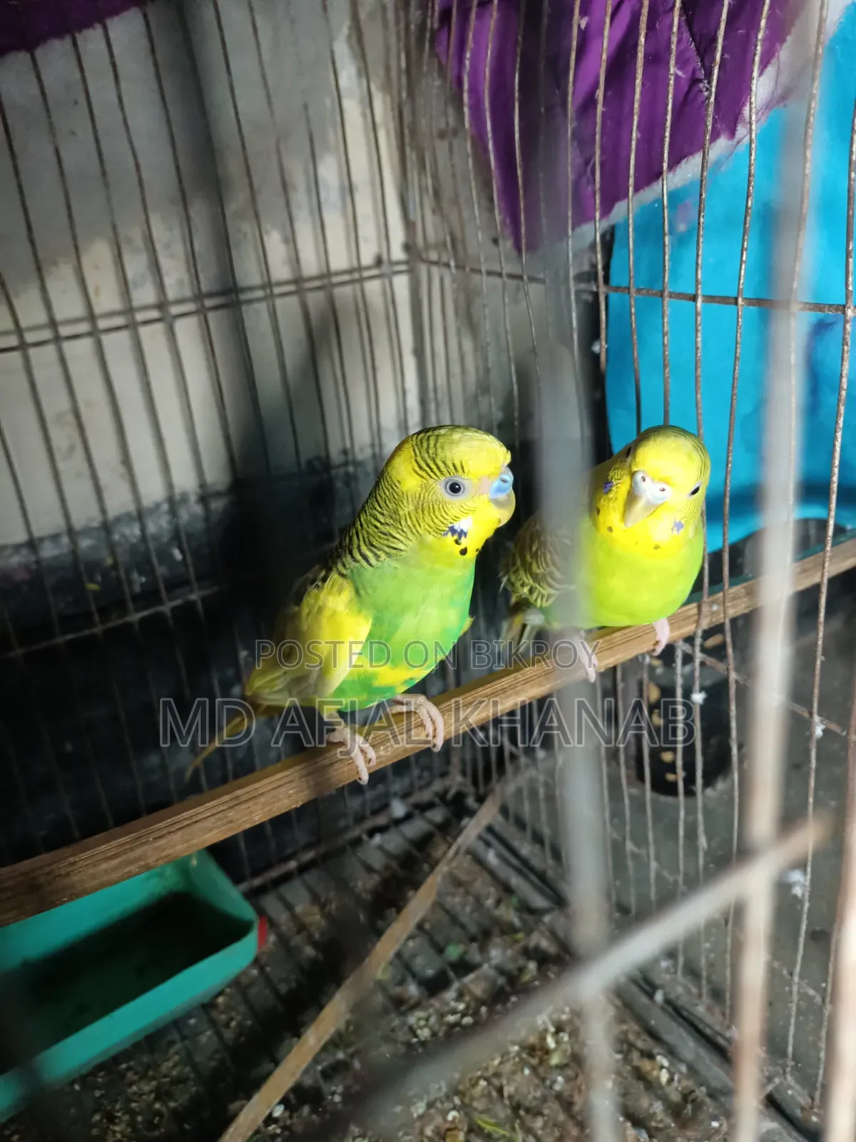 Budgerigar Bird