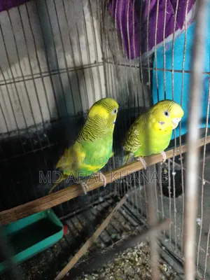 Budgerigar Bird