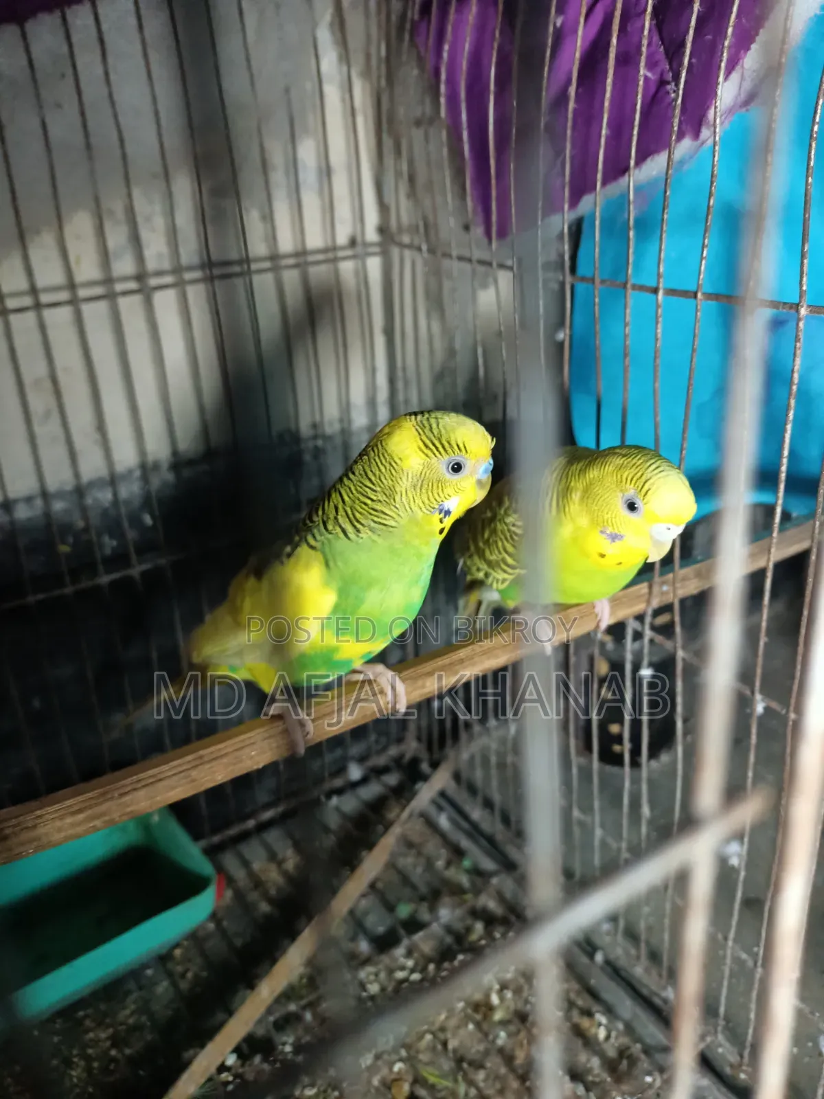 Budgerigar Bird