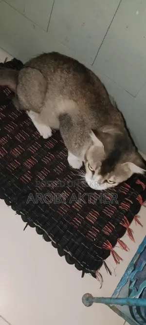 1+ Year Male Mixed Breed American Shorthair