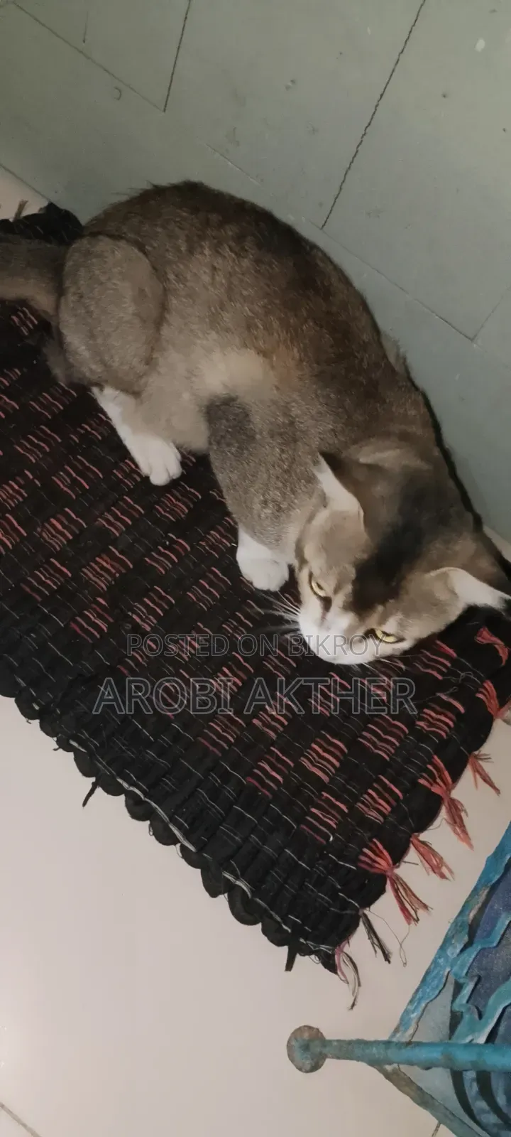 1+ Year Male Mixed Breed American Shorthair