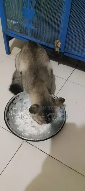 1+ Year Male Mixed Breed American Shorthair