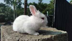 খরগোশ বিক্রি করা হবে