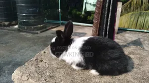 খরগোশ বিক্রি করা হবে