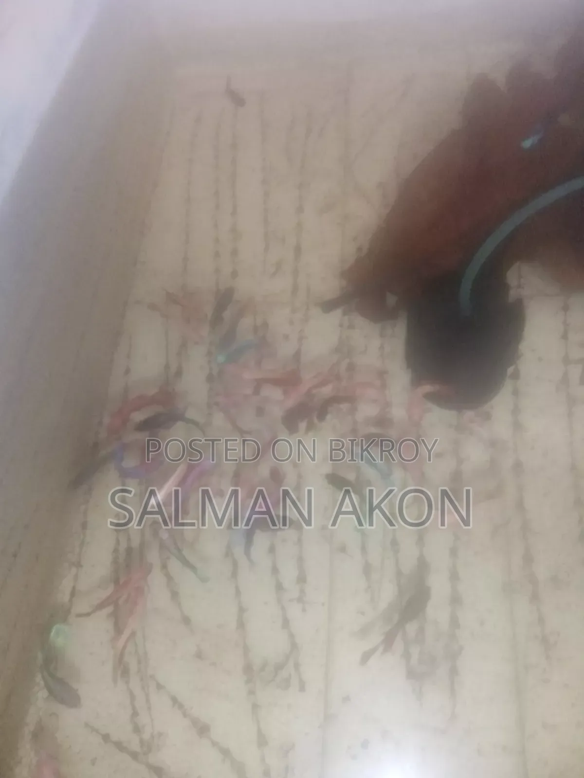 ফাইটার মাছের বাচ্চা