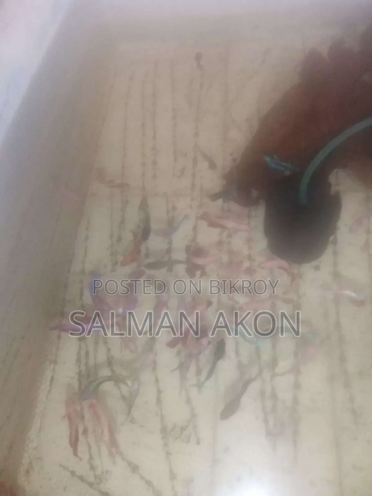 ফাইটার মাছের বাচ্চা
