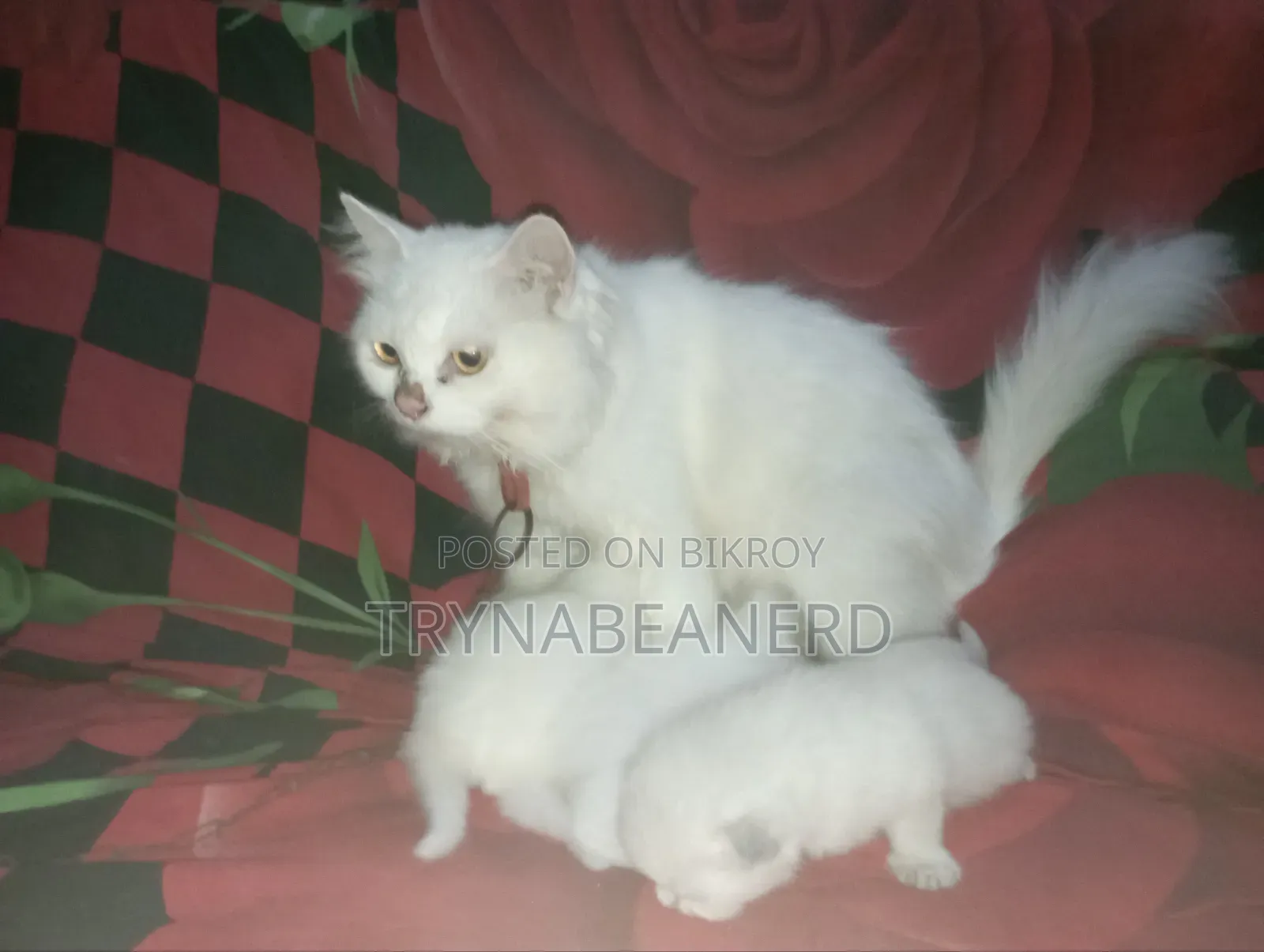 0-1 Month Female Purebred Persian Kitten