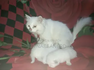 0-1 Month Female Purebred Persian Kitten