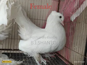 আমেরিকান সাদা ফ্যান্টেল (লক্ষা)
