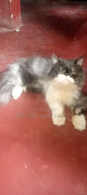 0-1 Month Male Mixed Breed Persian