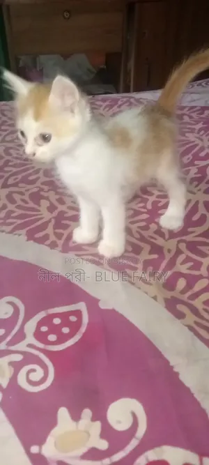 0-1 Month Male Mixed Breed Persian