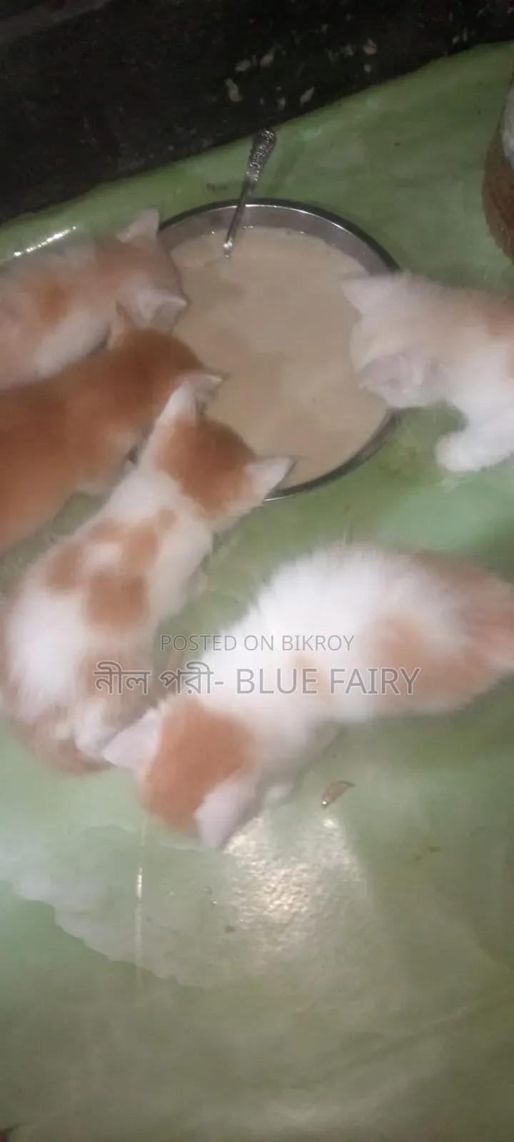 0-1 Month Male Mixed Breed Persian