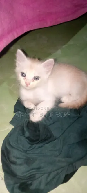 0-1 Month Male Mixed Breed Persian