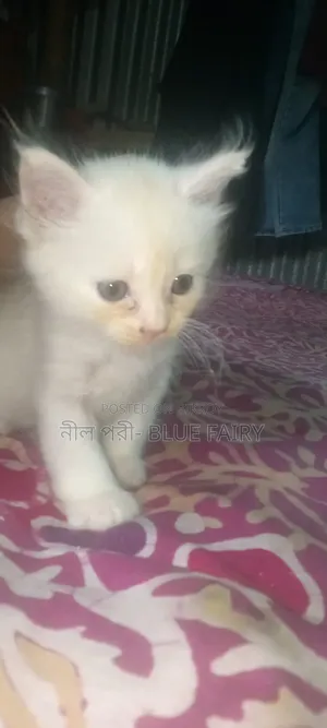 0-1 Month Male Mixed Breed Persian