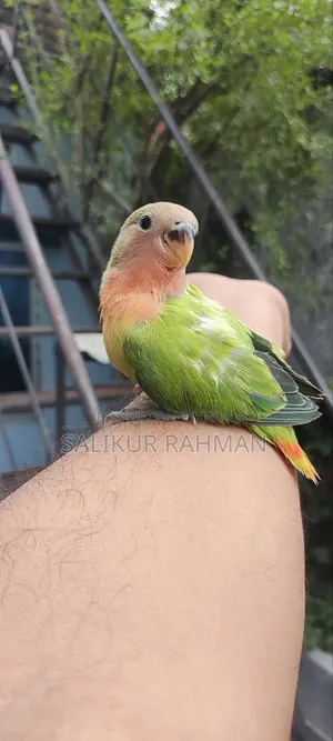 Lovebird
