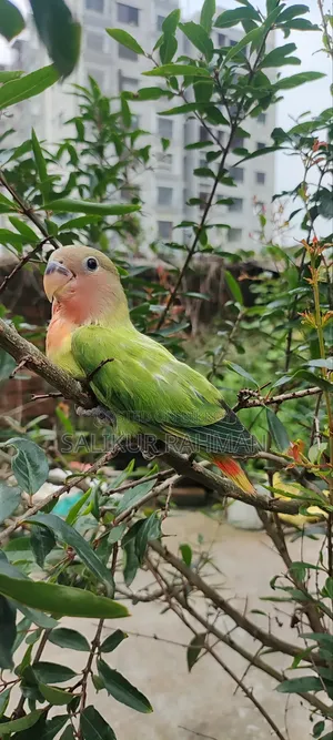 Lovebird