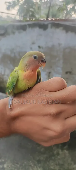 Lovebird