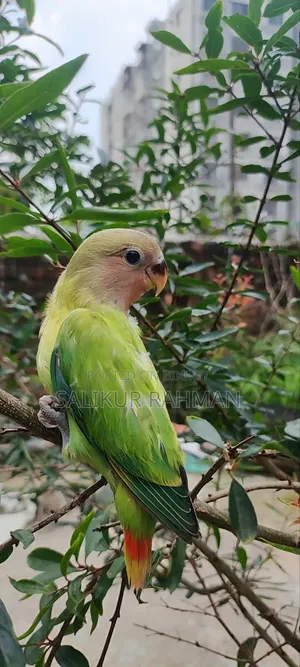 Lovebird
