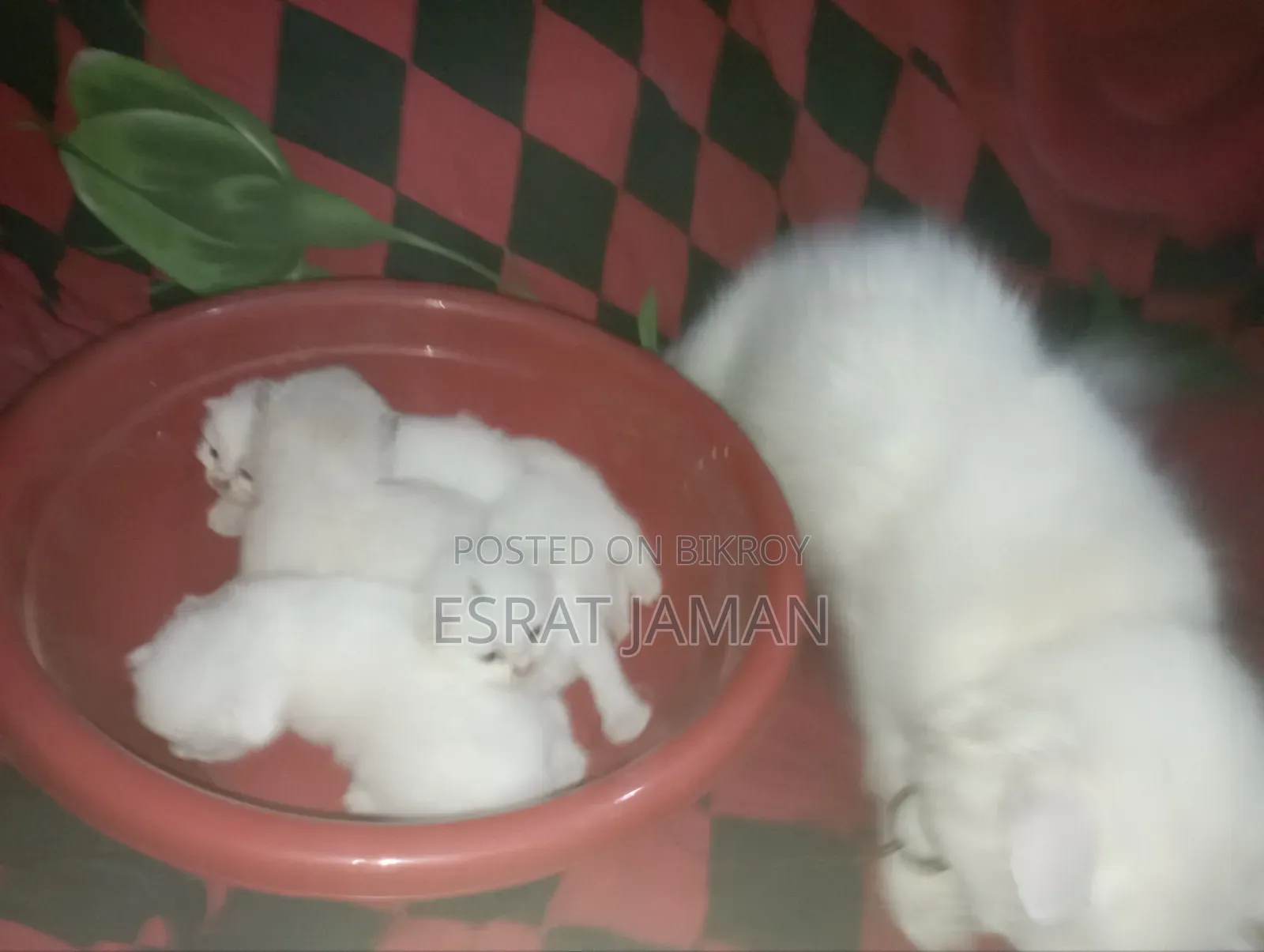 0-1 Month Female Purebred Persian