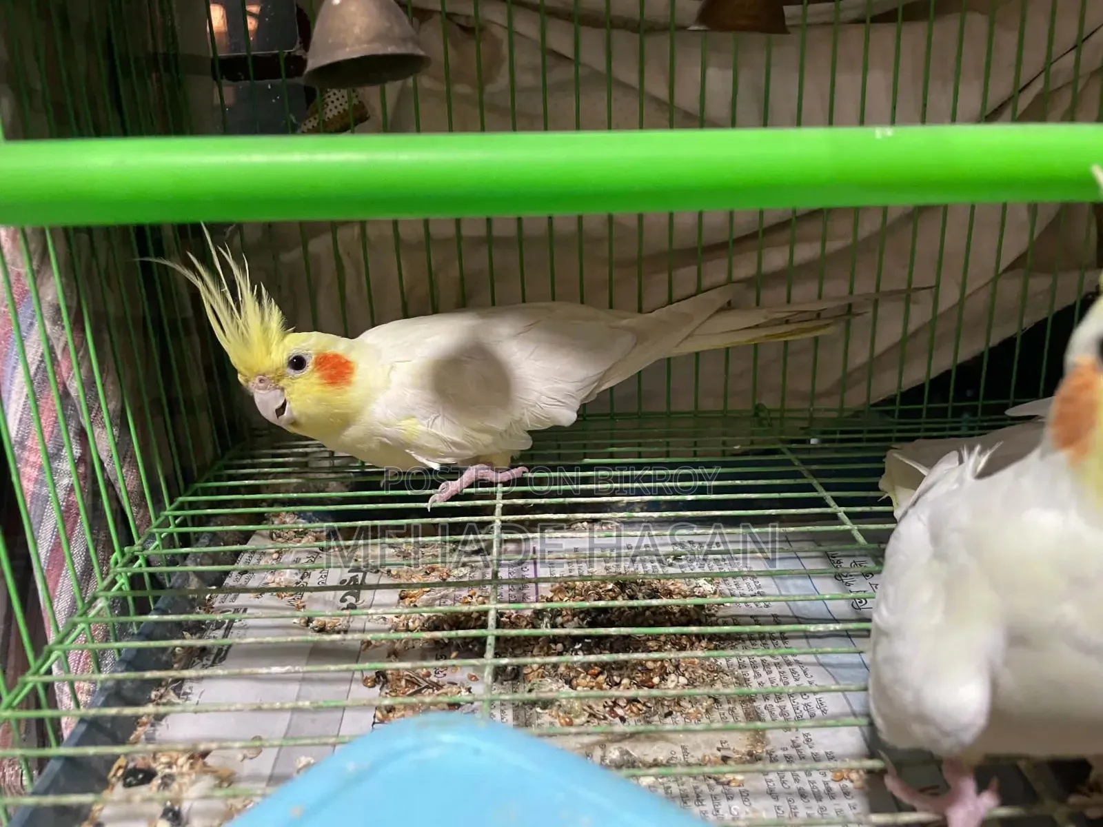 Two Cockatiel Birds