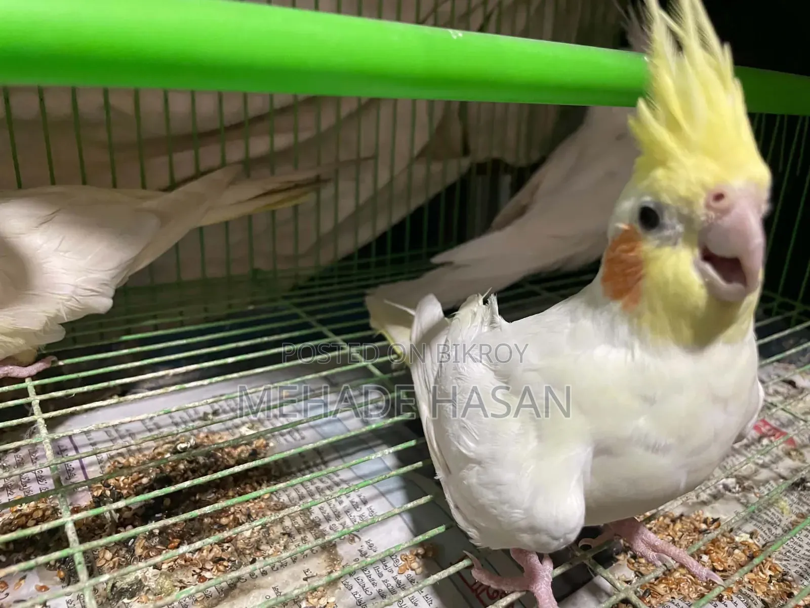 Two Cockatiel Birds