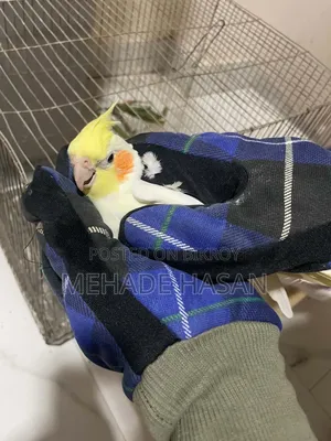 Two Cockatiel Birds